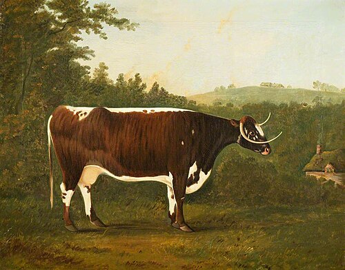 'Brindled Beauty', , John Boultbee