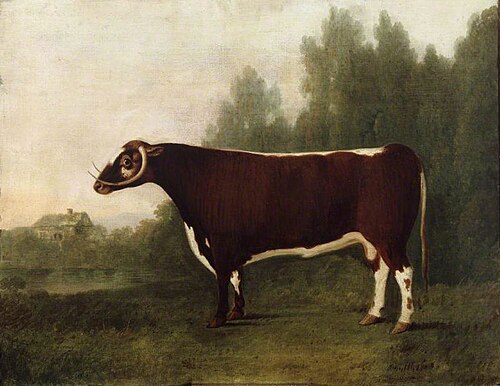 'Garrick'  (Sire 'Shakespeare', Dam 'Long-horned Beauty'), , John Boultbee