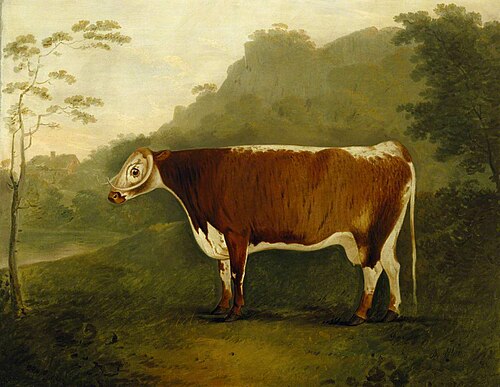 'Brindled Beauty', Sire Shakespeare Dam Long-horned Beauty sold for 260 Guineas at public auction, 1792, John Boultbee