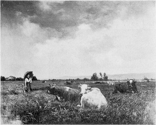 Een weide bij Réville (Normandië) bij regen., 1880, Edouard Hamman