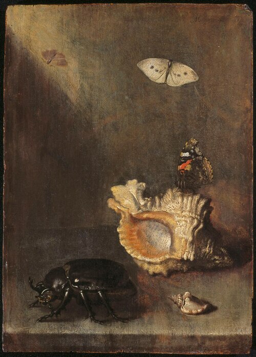 Stilleven met neushoornkever, hoornschelp en vlinders, 1644, Margareta de Heer