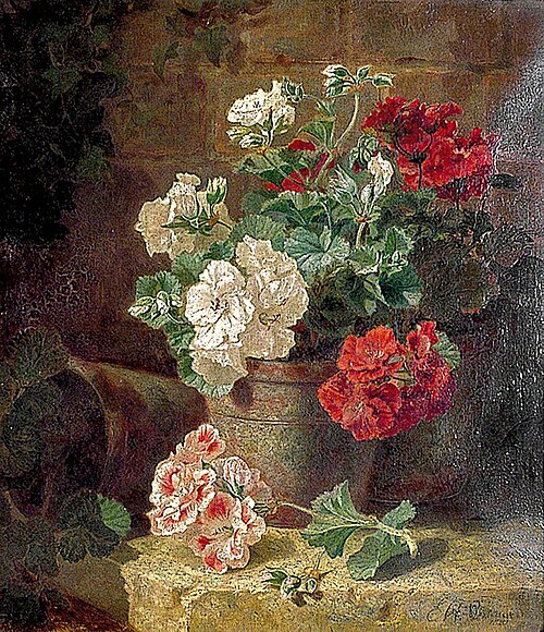 Still Life, Pelargoniums, 1881, Eloise Henriet Stannard