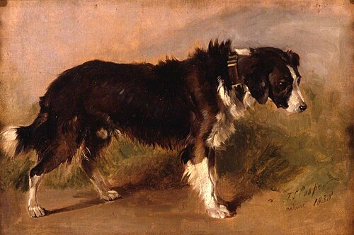 A Border Collie, 1838, Thomas Sidney Cooper