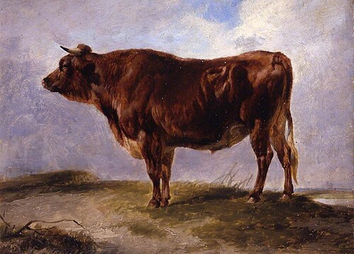 A Young Bull, 1844, Thomas Sidney Cooper