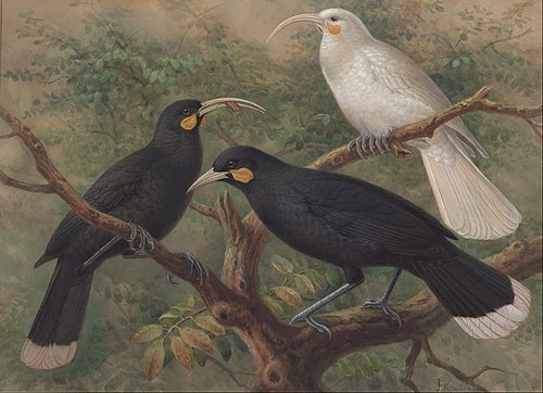 Three huia (Heteralocha acutirostris), 1900, John Gerrard Keulemans