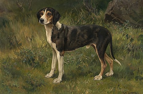 Hound, 1897, Karl Uchermann