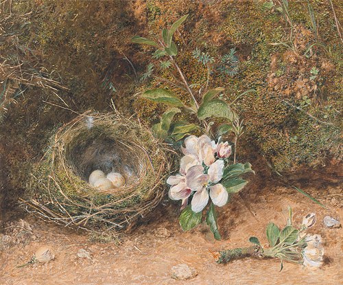 Bird's Nest with Sprays of Apple Blossoms, 1847, William Henry Hunt