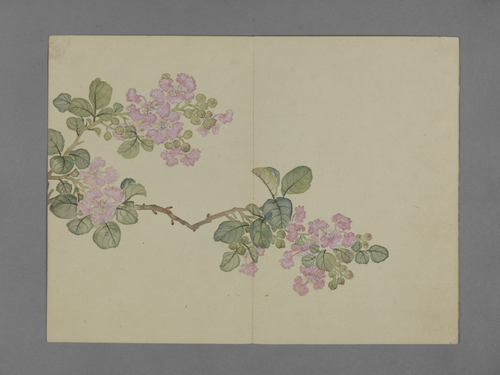 蒋溥花卉图册, , Pu Jiang
