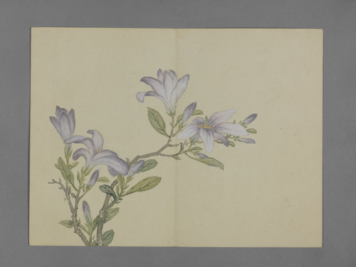 蒋溥花卉图册, , Pu Jiang