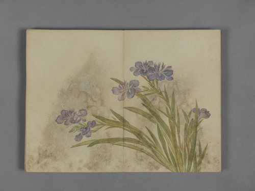 蒋溥花卉图册, , Pu Jiang
