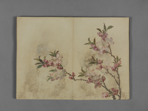 蒋溥花卉图册, , Pu Jiang