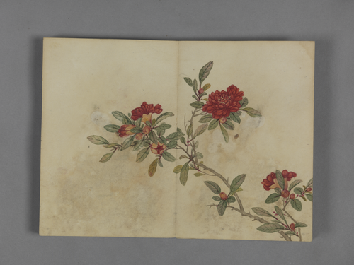蒋溥花卉图册, , Pu Jiang