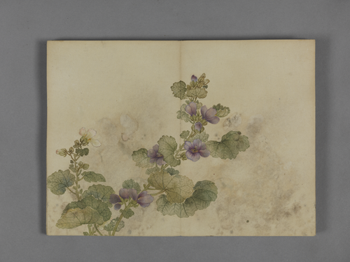 蒋溥花卉图册, , Pu Jiang