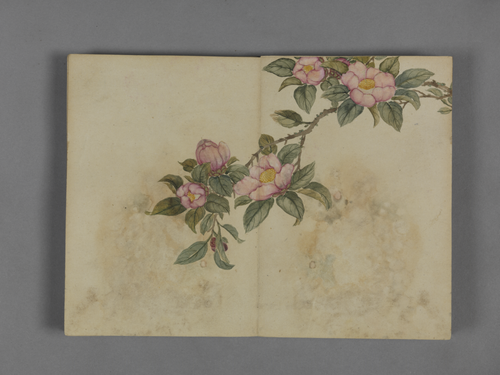 蒋溥花卉图册, , Pu Jiang