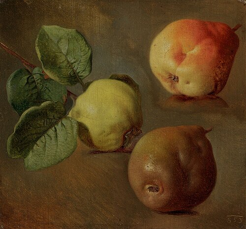 Quinces, 1853, Josef Navrátil