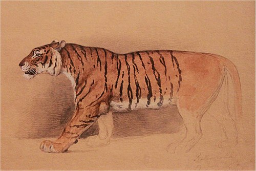 Study of a walking Tiger, , Raden Saleh