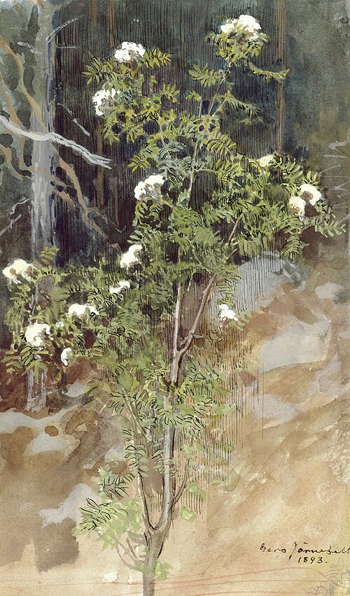 White rowan, 1893, Eero Järnefelt