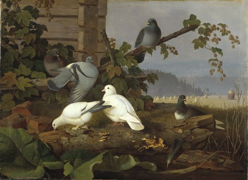 Pigeons, , Ferdinand von Wright