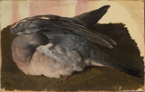 Studie av sovande skogsduva, 1873, Ferdinand von Wright