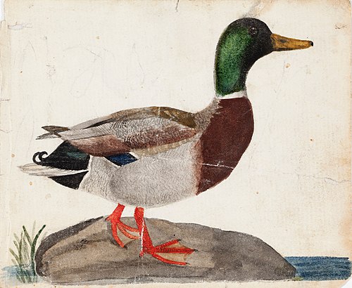 Male Mallard, 1830, Ferdinand von Wright