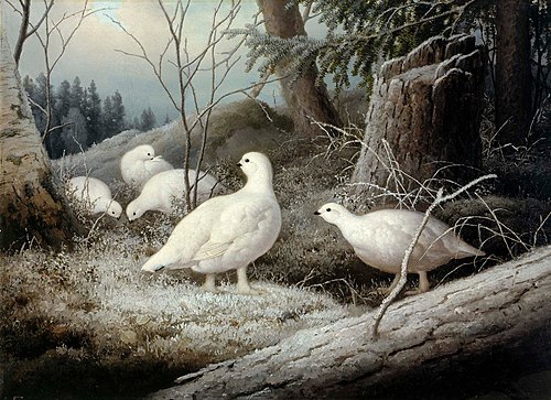 Ptarmigans, 1893, Ferdinand von Wright