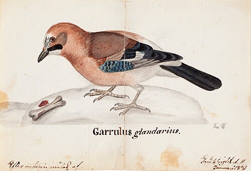 Eurasian Jay, 1831, Ferdinand von Wright
