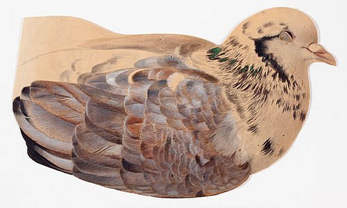 Pigeon, sketch, , Ferdinand von Wright