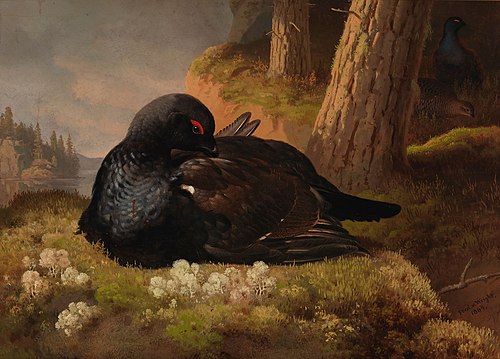 Capercaillie, 1864, Ferdinand von Wright