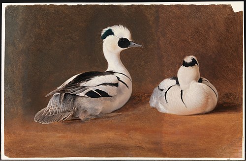 Smews, , Ferdinand von Wright
