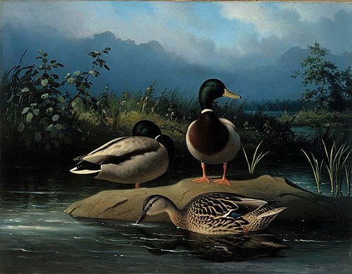 Mallards, 1874, Ferdinand von Wright