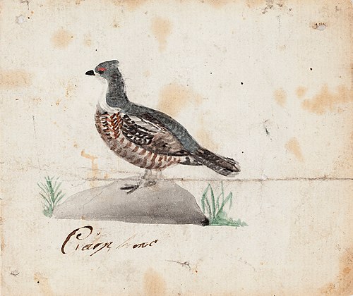 Hazel Grouse, Female, 1830, Ferdinand von Wright