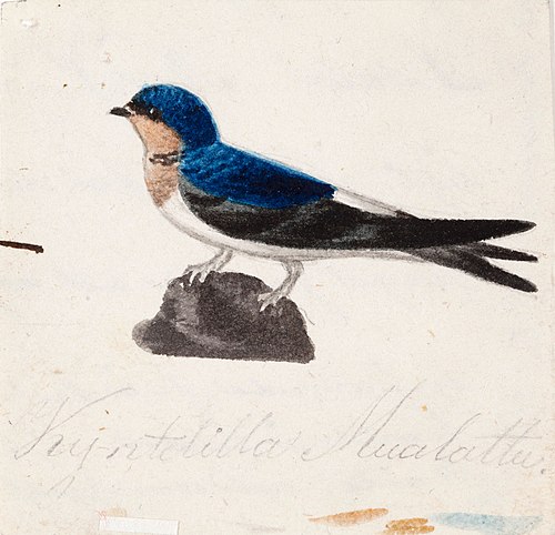 Barn Swallow, , Ferdinand von Wright