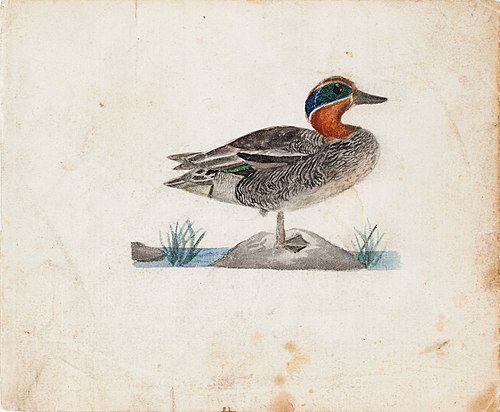 Eurasian Teal, , Ferdinand von Wright