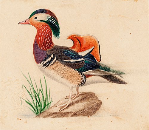Male Mandarin Duck, , Ferdinand von Wright