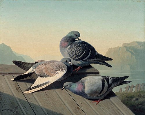 Doves on a Roof, 1872, Ferdinand von Wright