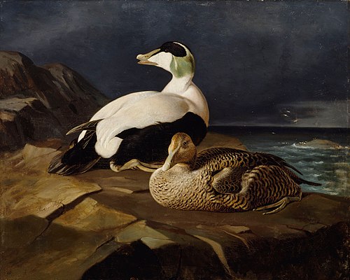 Pair of Common Eiders on a Rock, 1869, Ferdinand von Wright