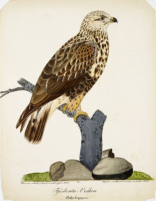 Rough-Legged Buzzard, 1832, Ferdinand von Wright