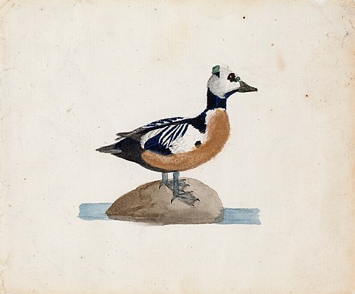 Steller's Eider, , Ferdinand von Wright