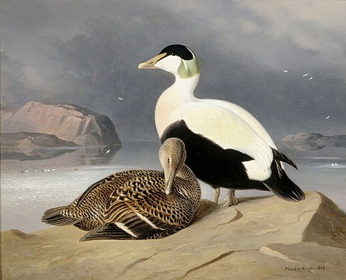 Kaksi haahkaa, 1867, Ferdinand von Wright