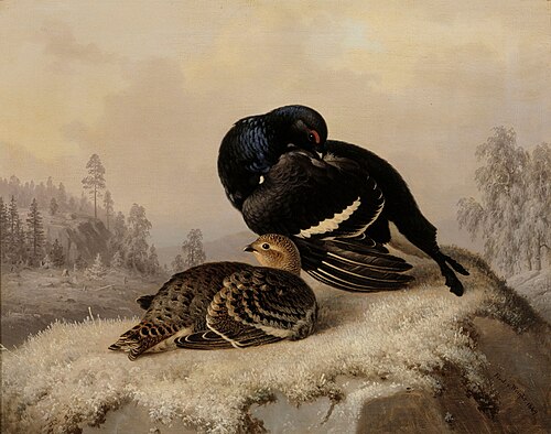 Black Grouse, Cock and Hen, 1869, Ferdinand von Wright