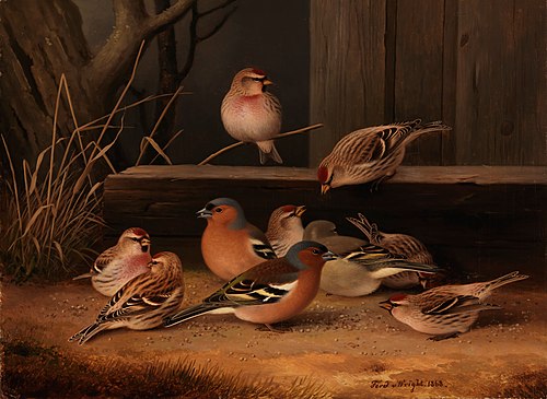 Chaffinches and Redpolls, 1868, Ferdinand von Wright