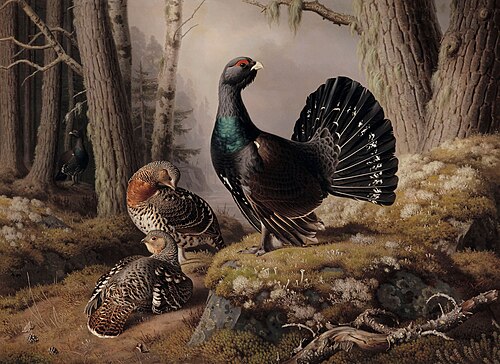 Capercaillies courting, 1862, Ferdinand von Wright