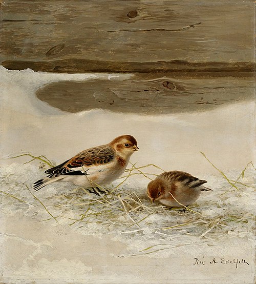 Snow Buntings, 1895, Ferdinand von Wright
