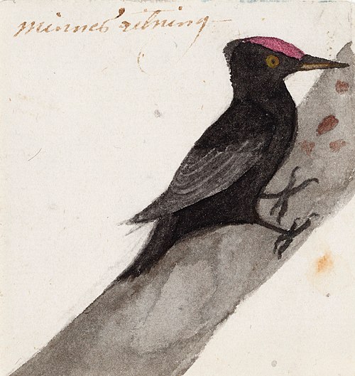 The Great Black Woodpecker, 1831, Ferdinand von Wright