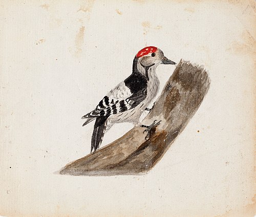 Lesser Spotted Woodpecker, Male, 1830, Ferdinand von Wright