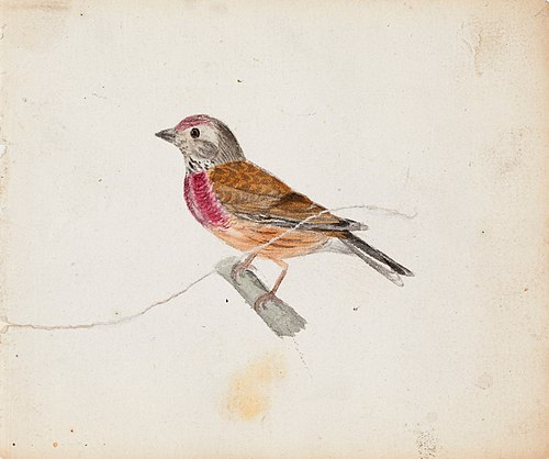 European Robin (?), 1830, Ferdinand von Wright