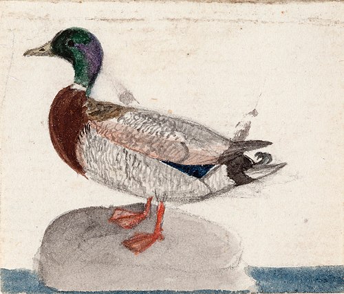 Mallard, 1831, Ferdinand von Wright