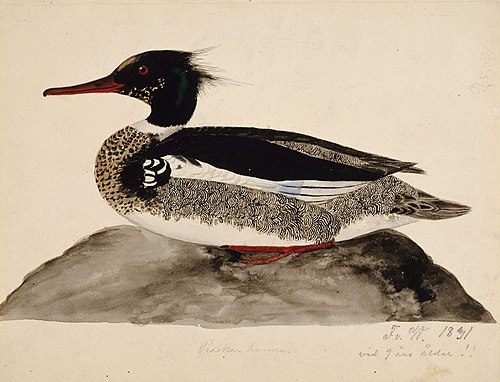 Red-Breasted Merganser, Male, 1831, Ferdinand von Wright