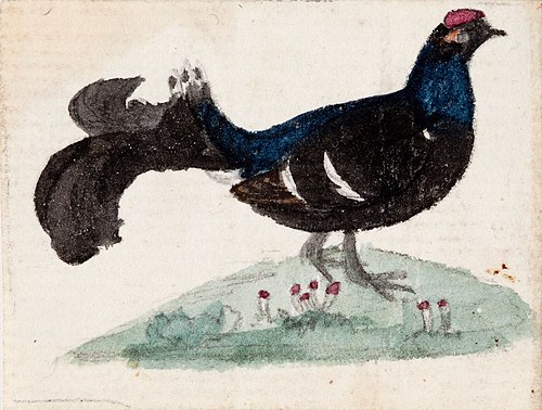 Male Black Grouse, 1831, Ferdinand von Wright