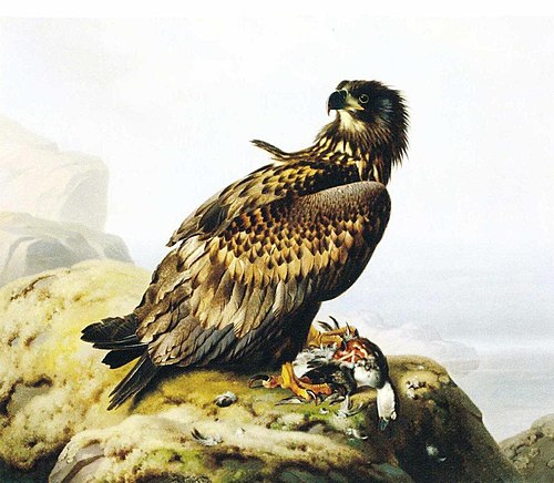 Hafsörn förtärande sitt rof, 1861, Ferdinand von Wright